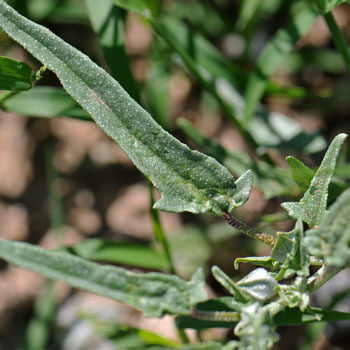 Malvella sagittifolia, Arrowleaf Mallow